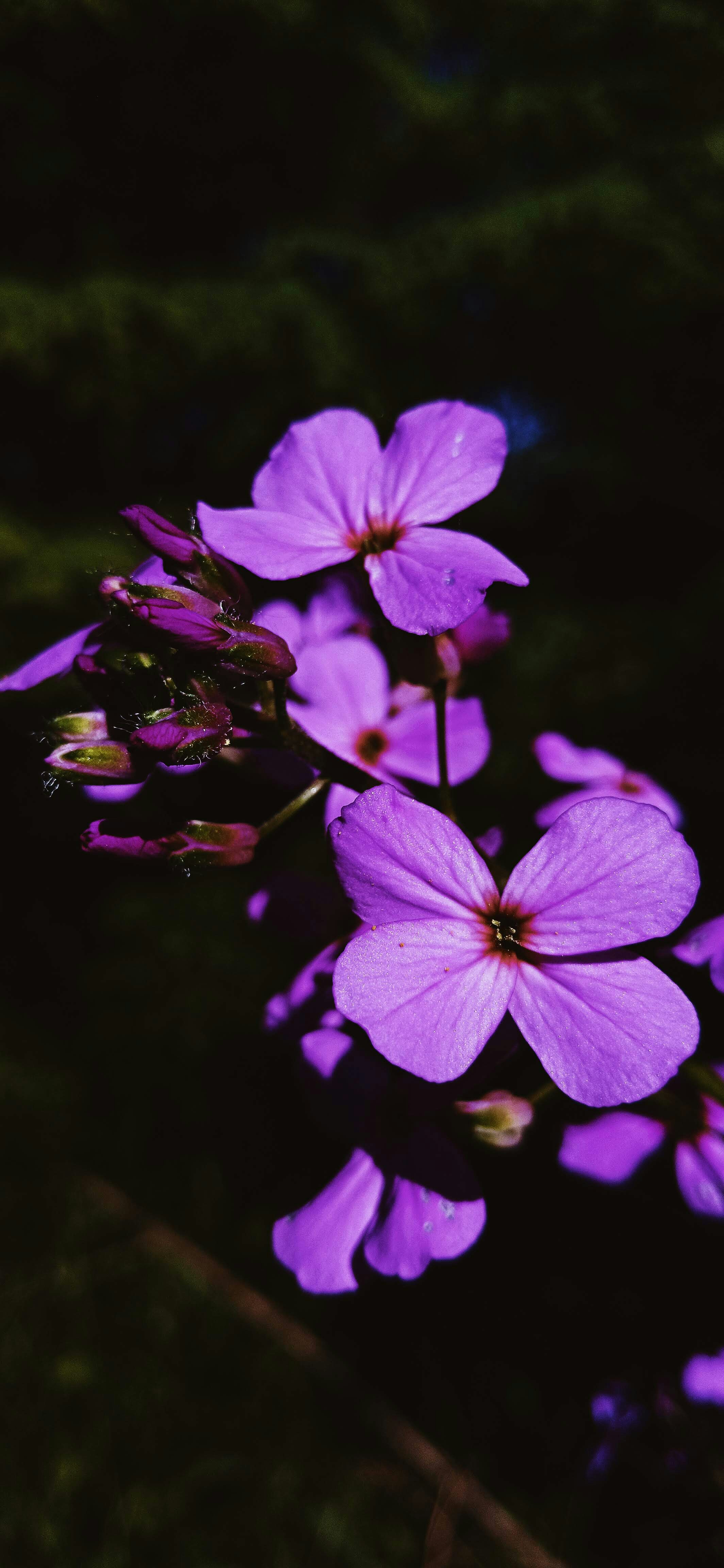 Photo by linusbelanger