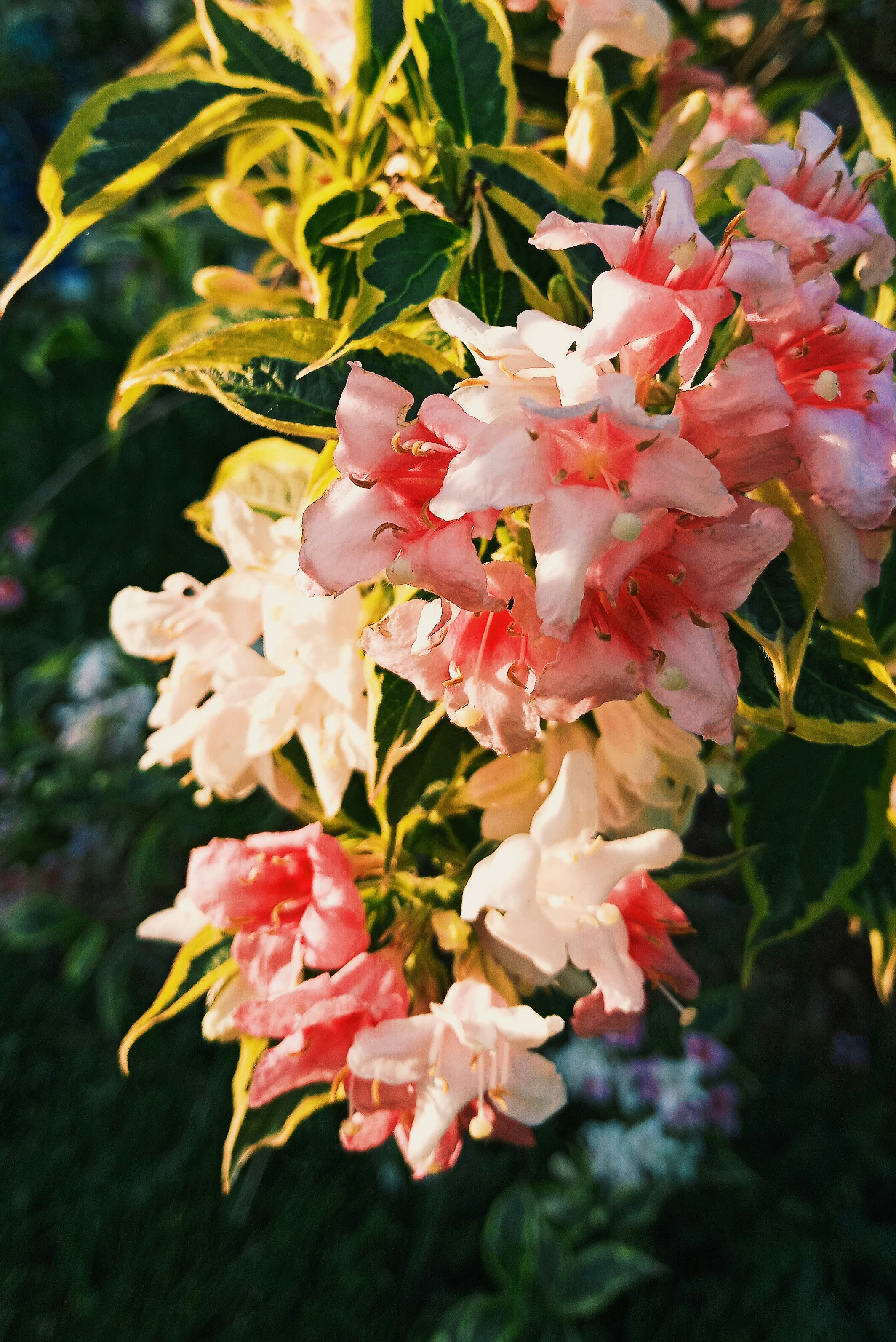 Photo by linusbelanger