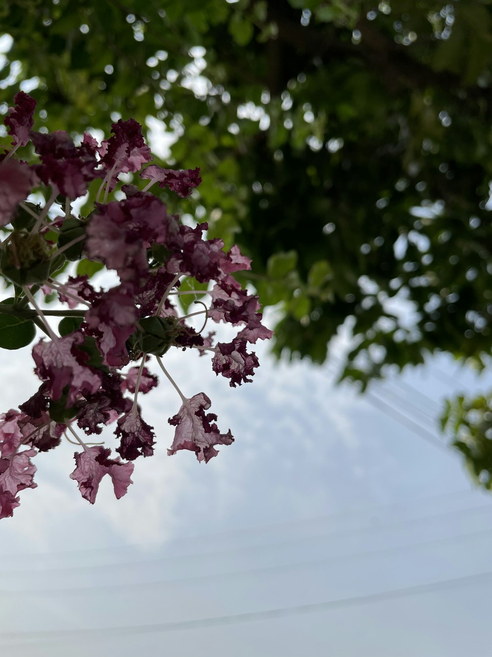 a close up of a tree branch