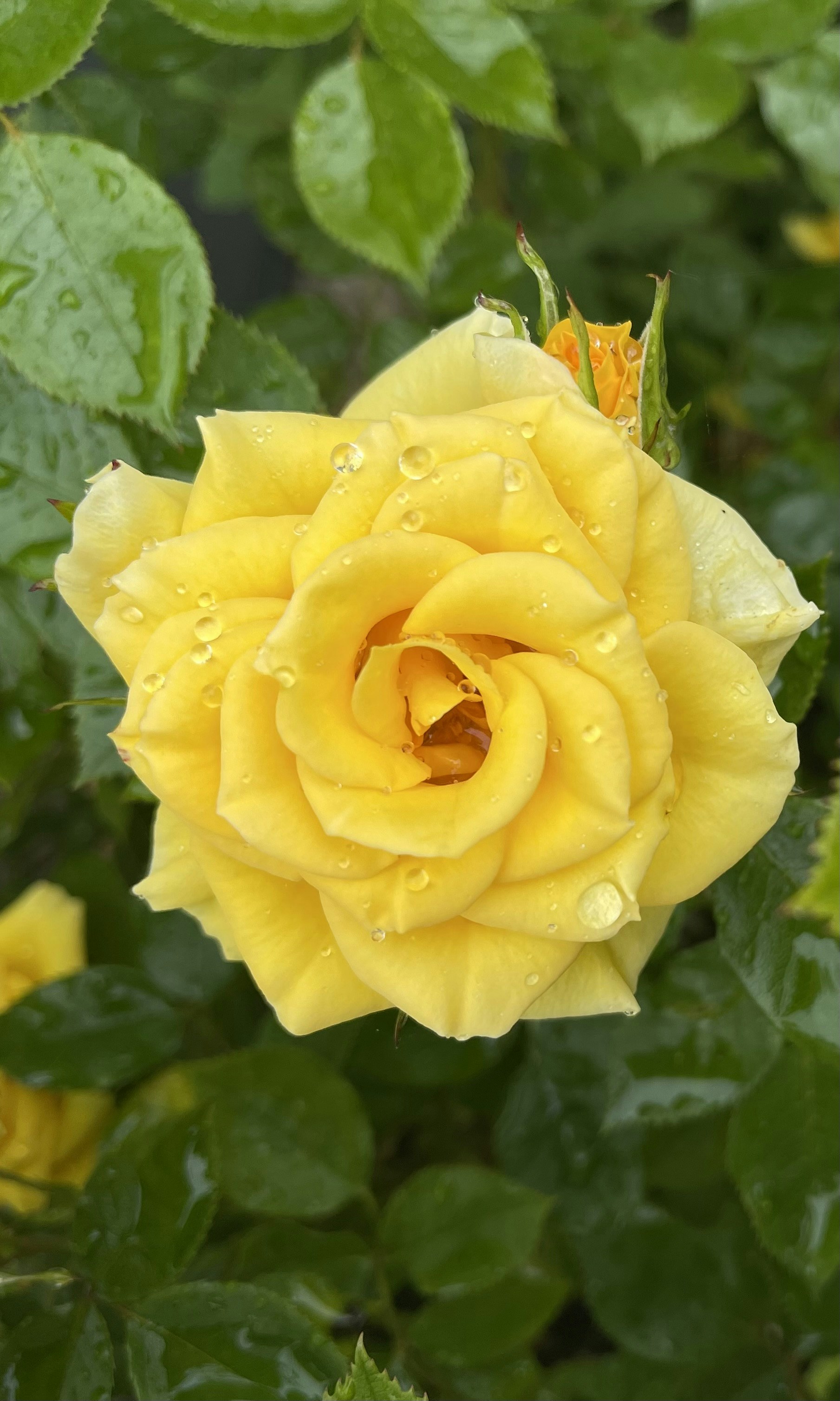 Photo by nathanblackaby