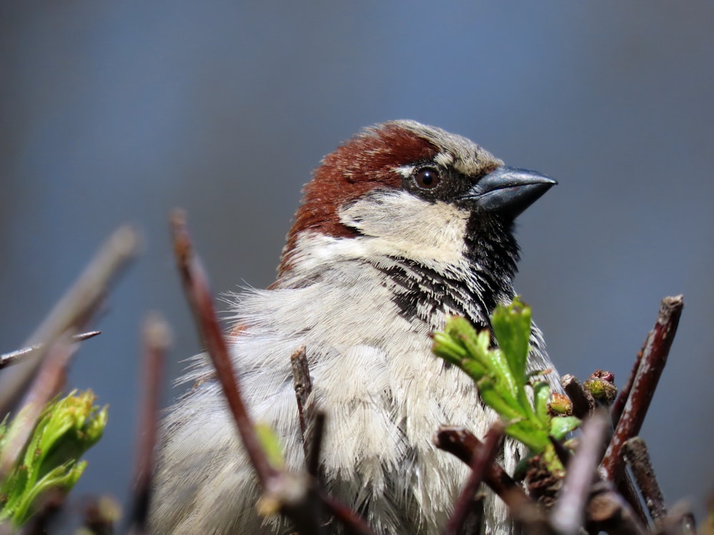 a small bird on a branch