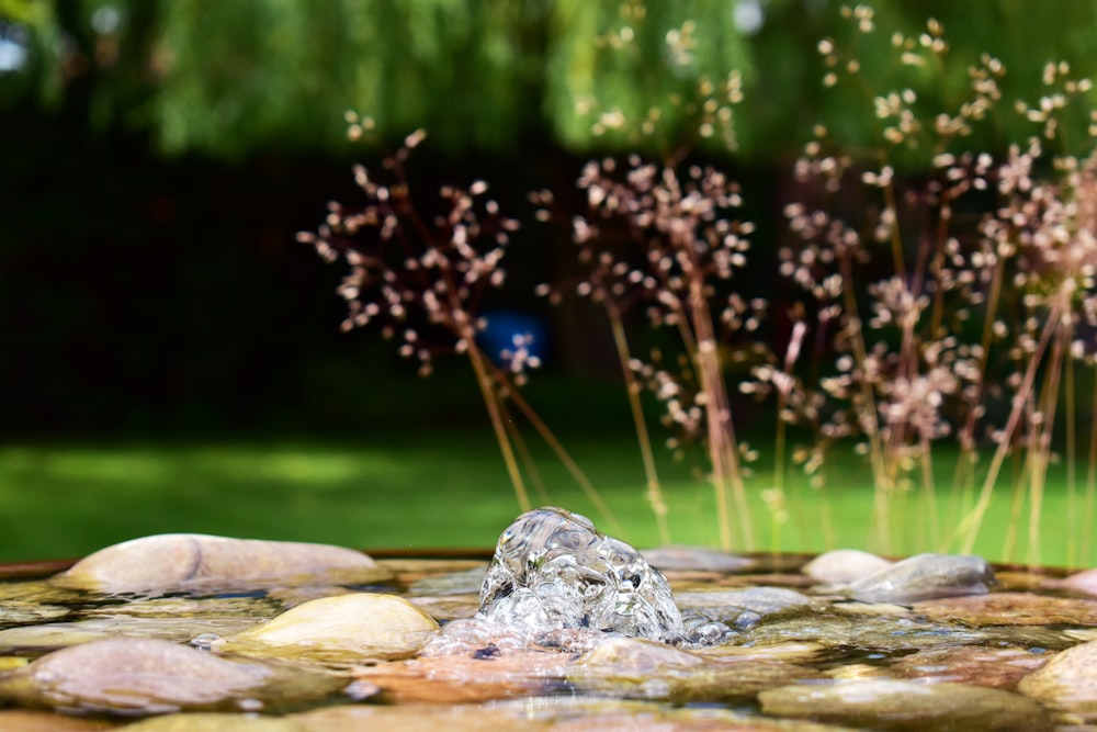 a frog in a pond