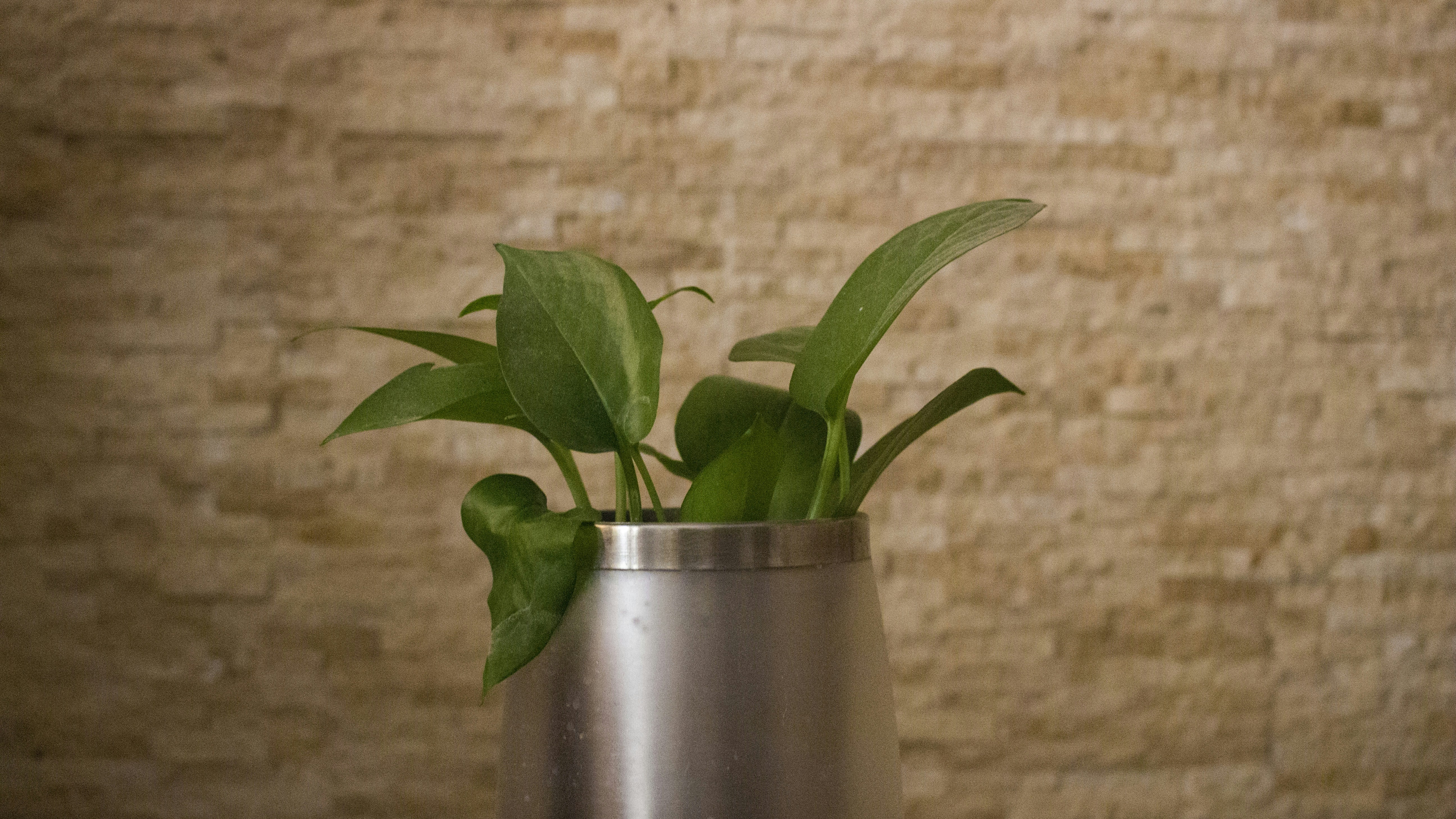 Photo by sara_mobasheri