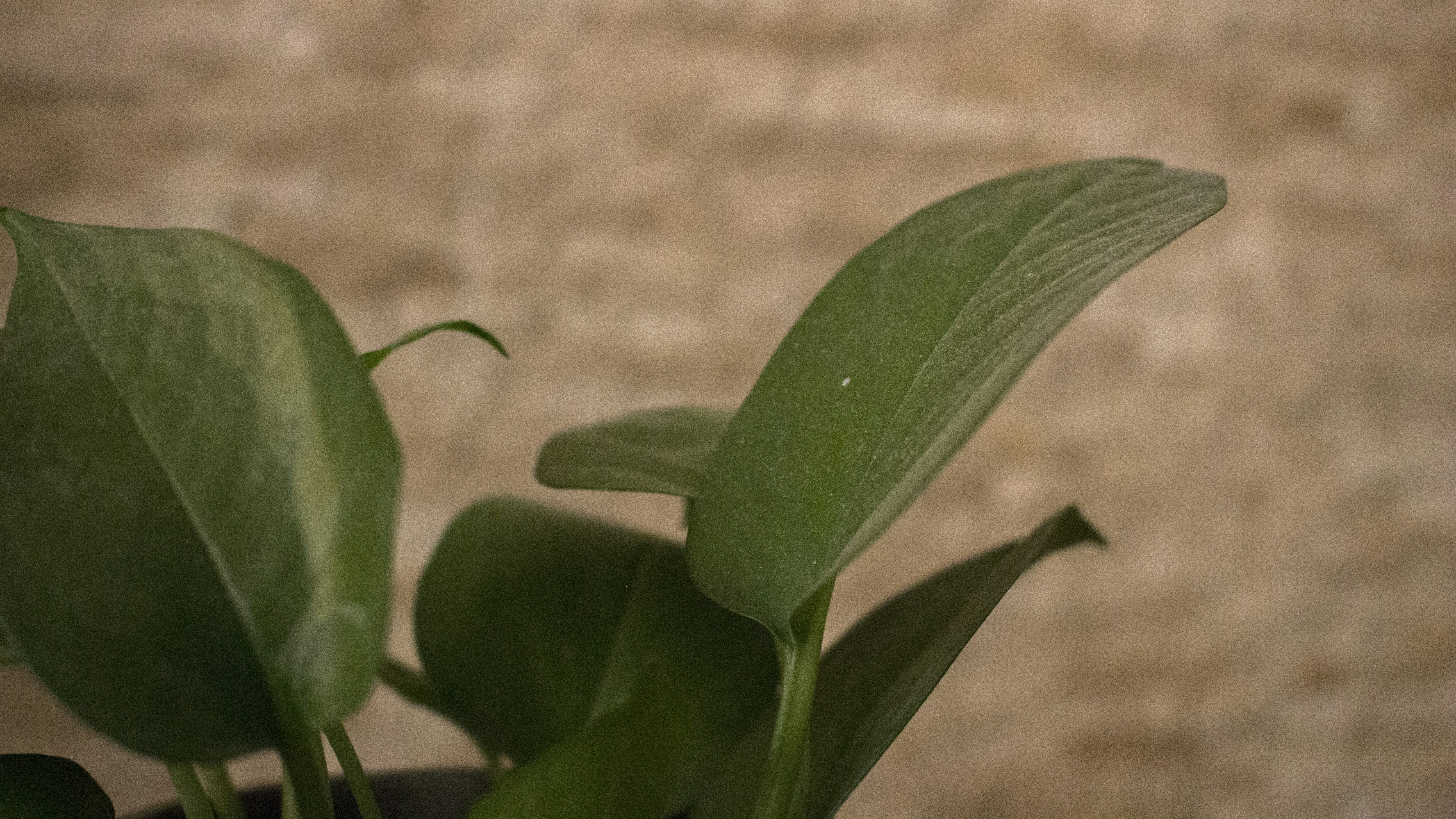 Photo by sara_mobasheri