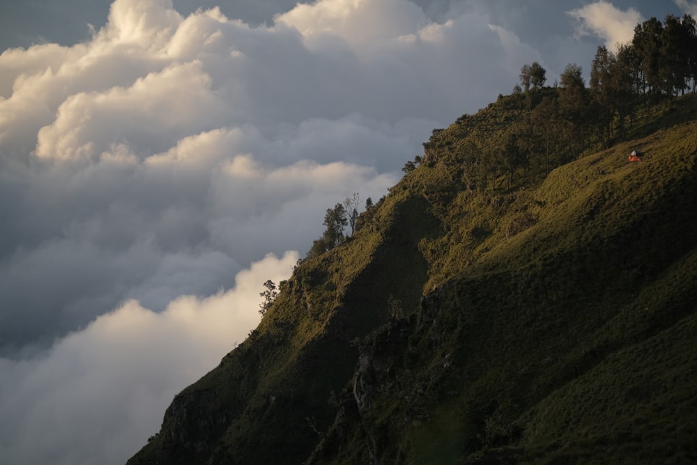 a grassy hill with trees on it