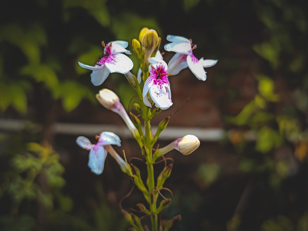 a close-up of some flowers