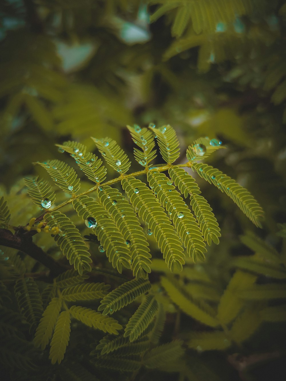 a close up of a plant