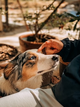 a person holding a dog