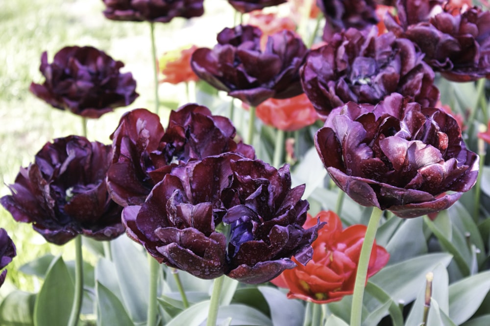 a group of flowers