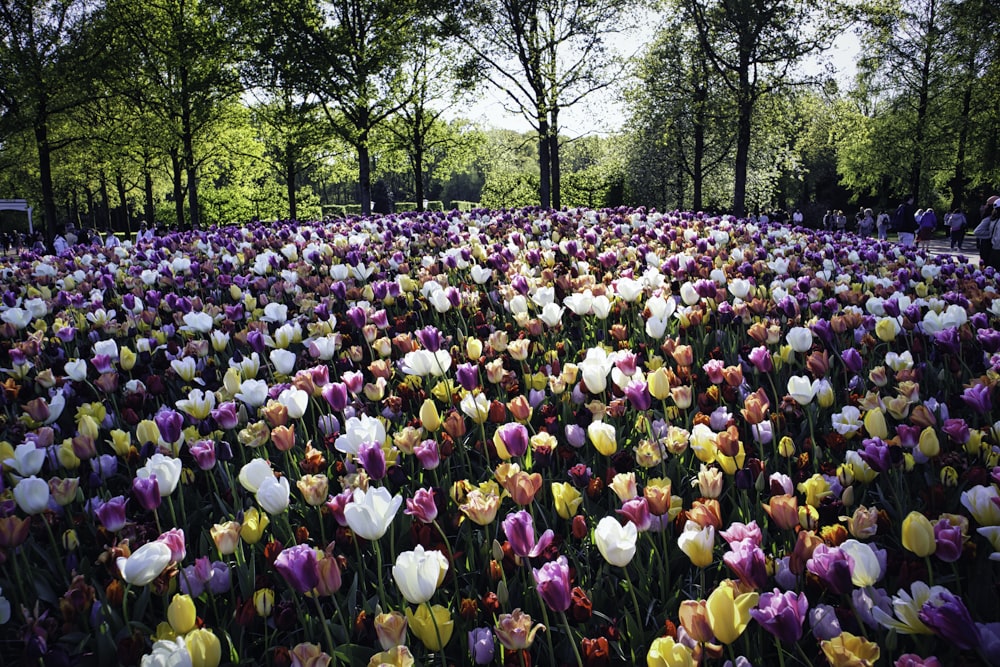 a field of flowers