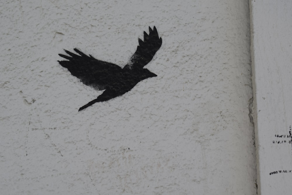 a black bird on a white surface
