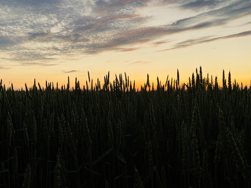 a field of wheat