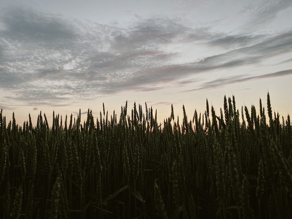 a field of tall grass