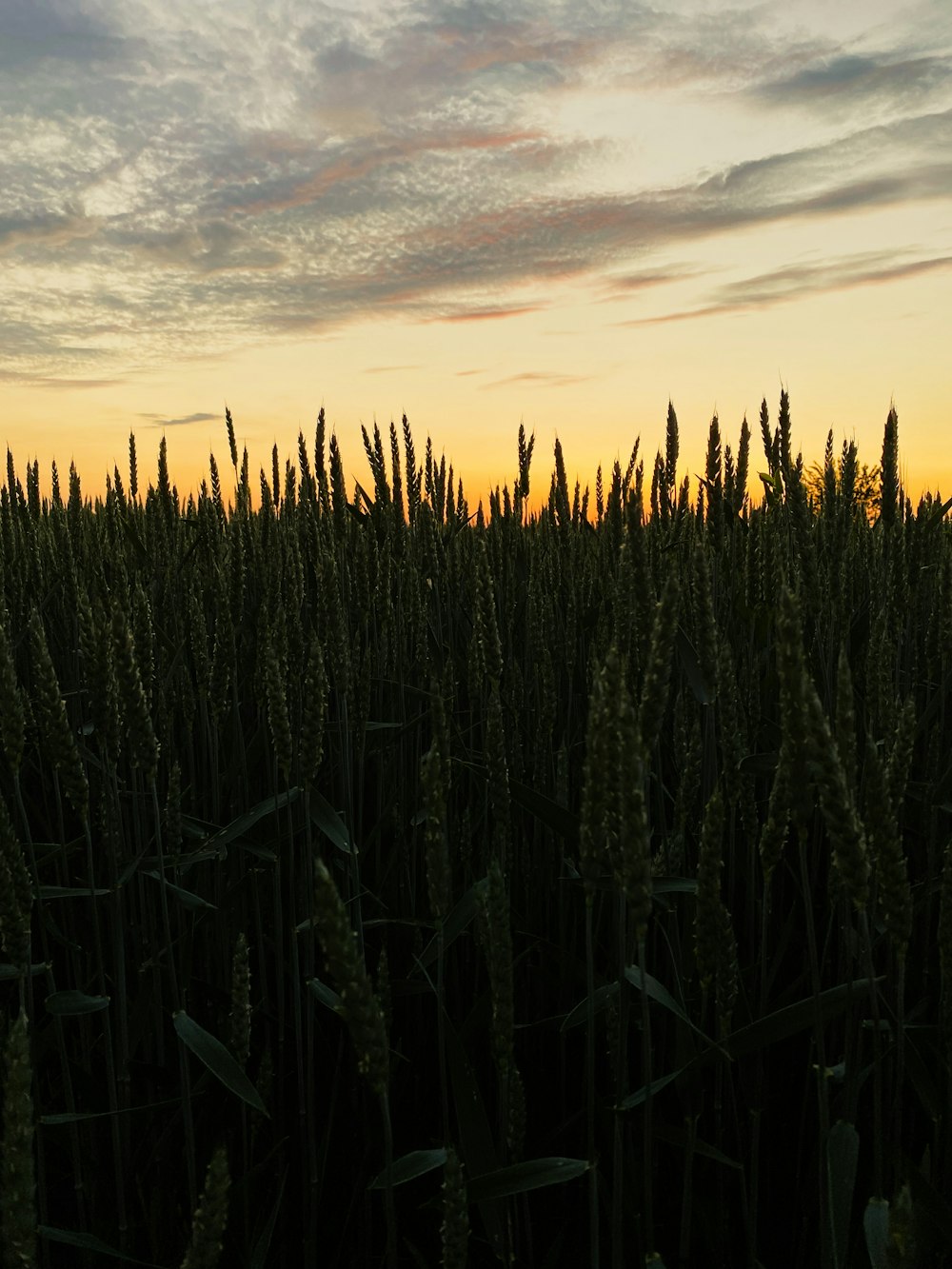 a field of tall grass