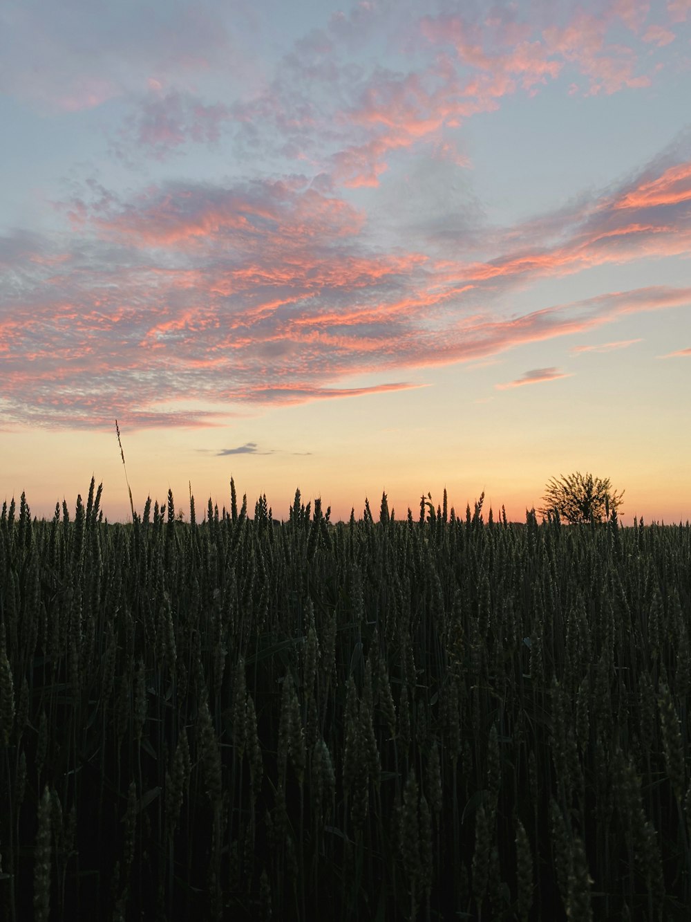 a field of tall grass with a sunset in the background