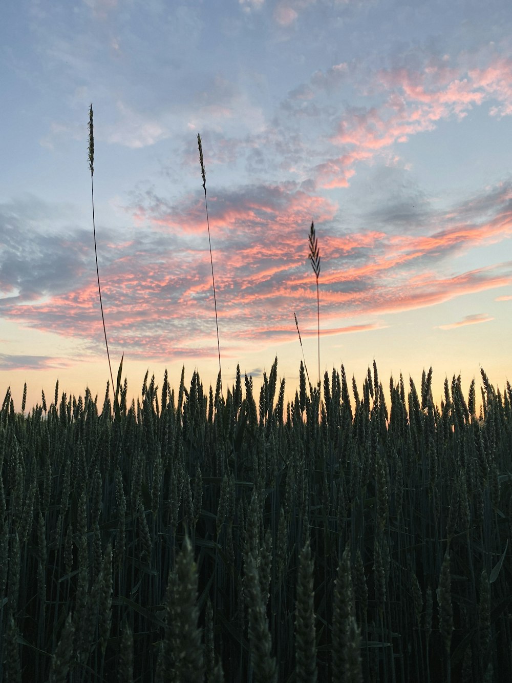 a field of tall grass with a sunset in the background