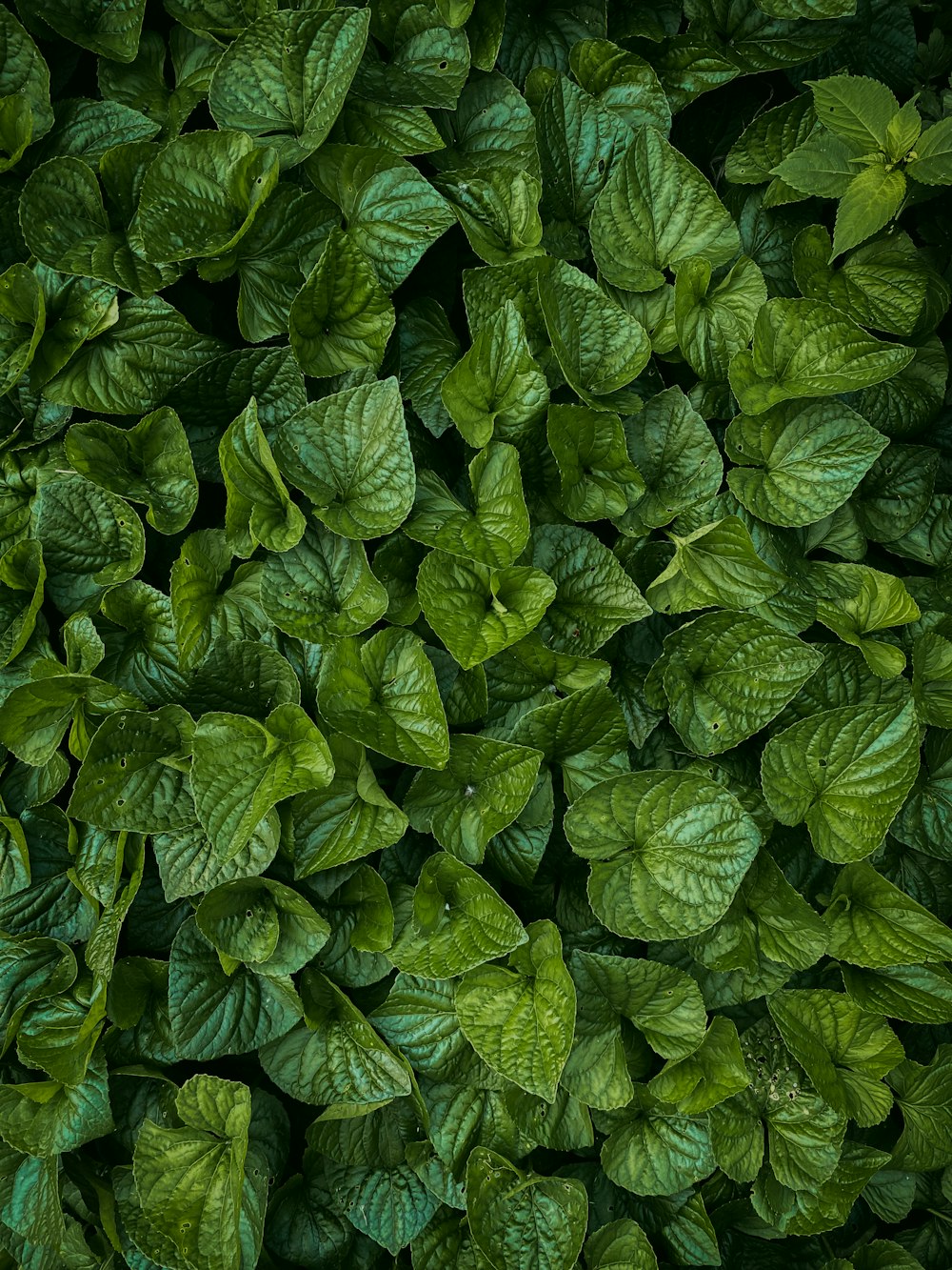 a large pile of green leaves