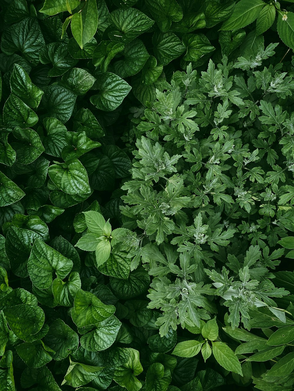 a large group of green leaves