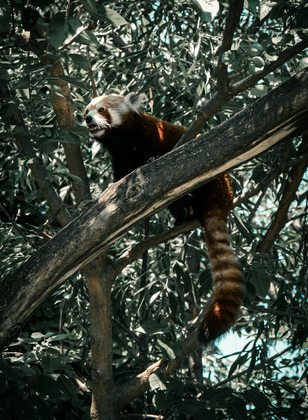 a red panda in a tree