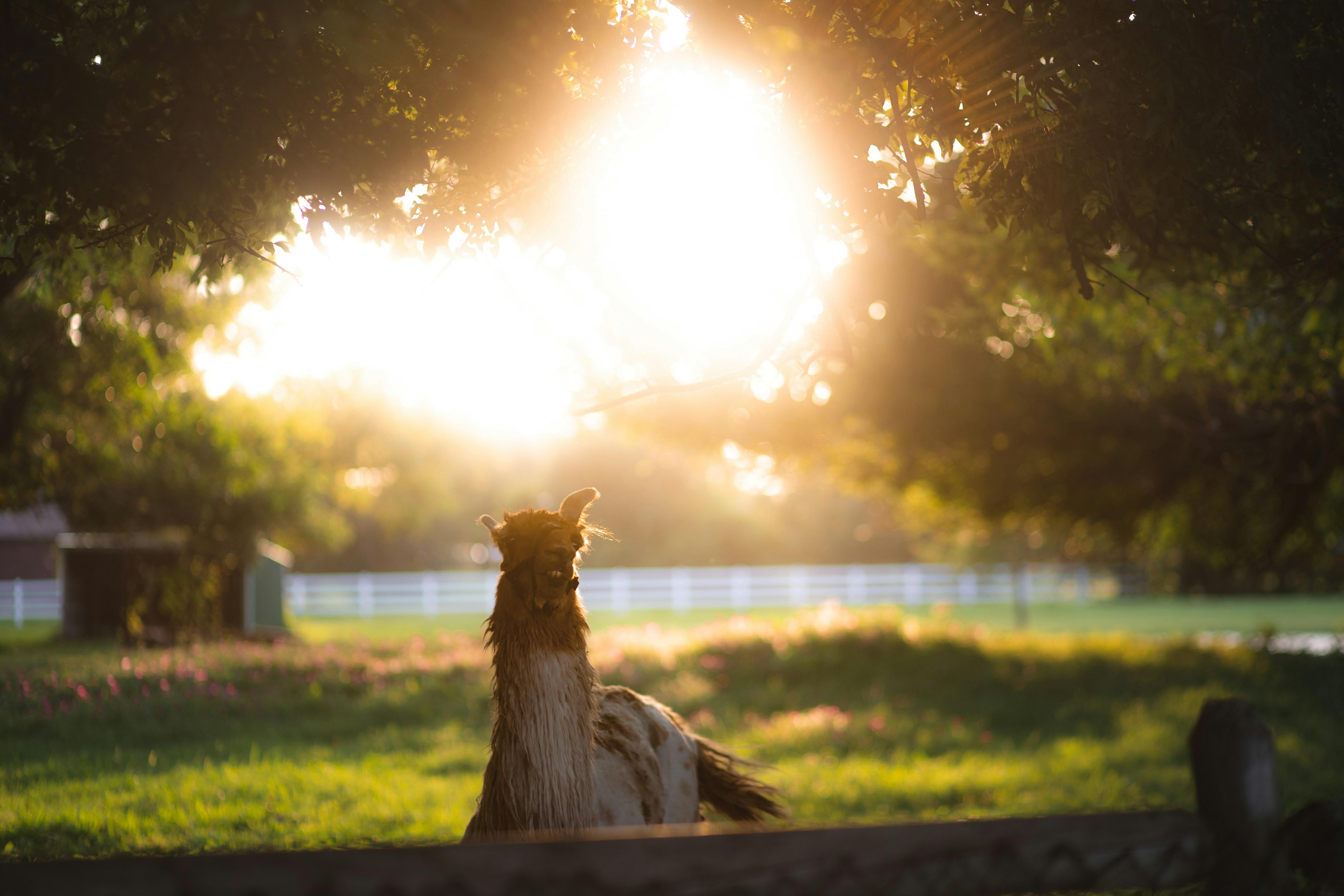 Why Is Your Dog Chasing Shadows or Lights?