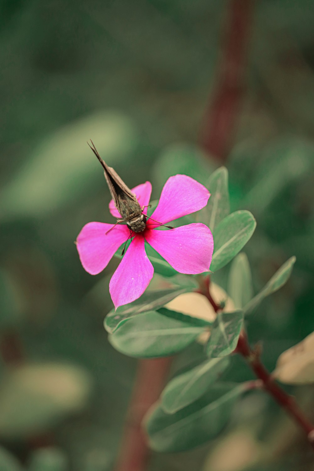 Un papillon sur une fleur