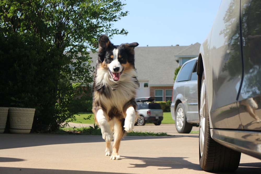 a dog running on a street