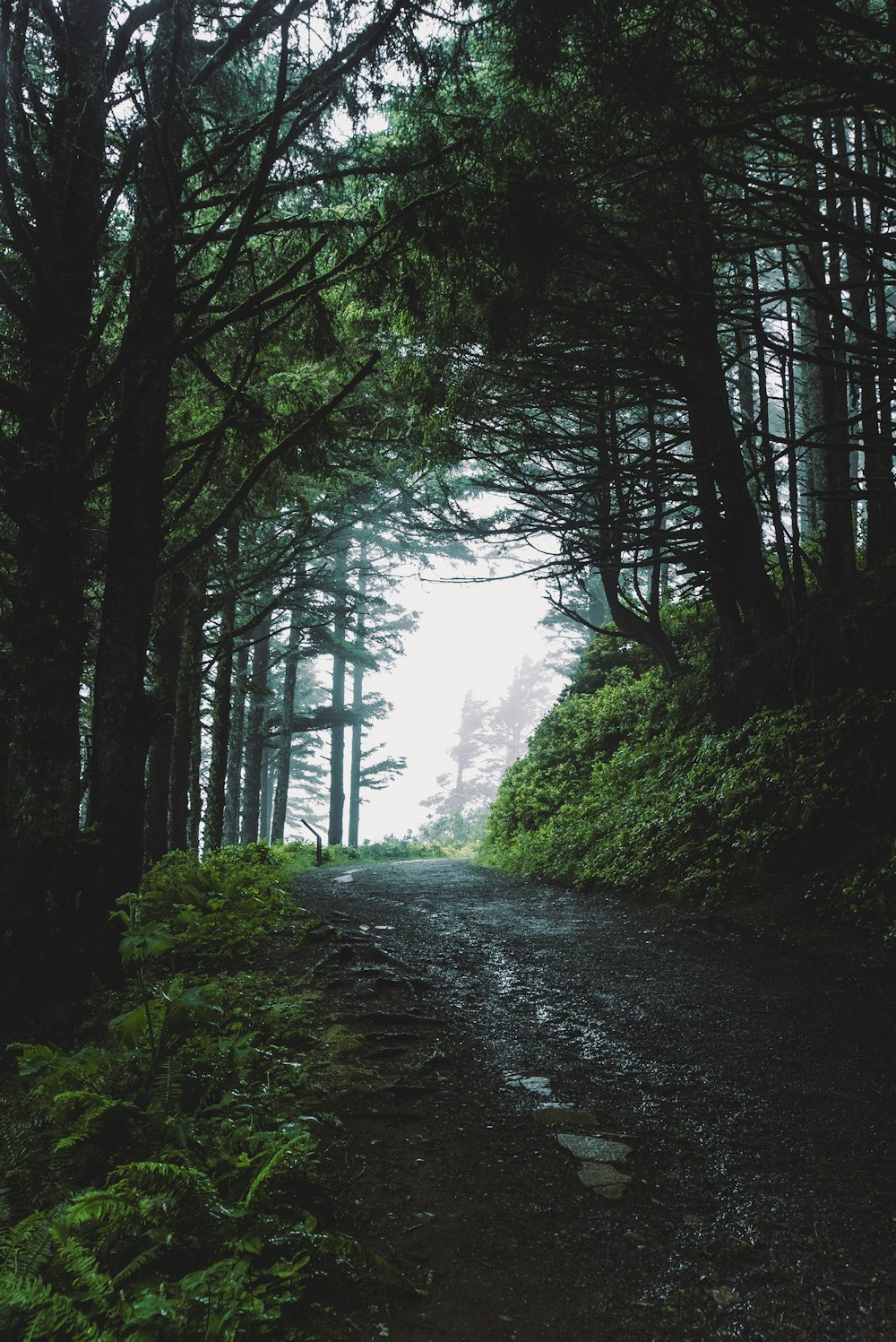 a stream in a forest