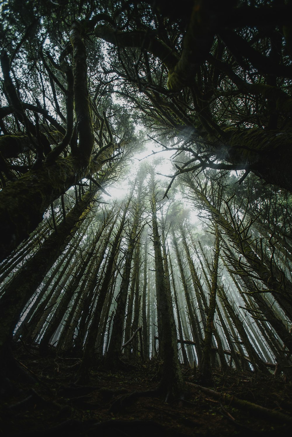 a forest with tall trees