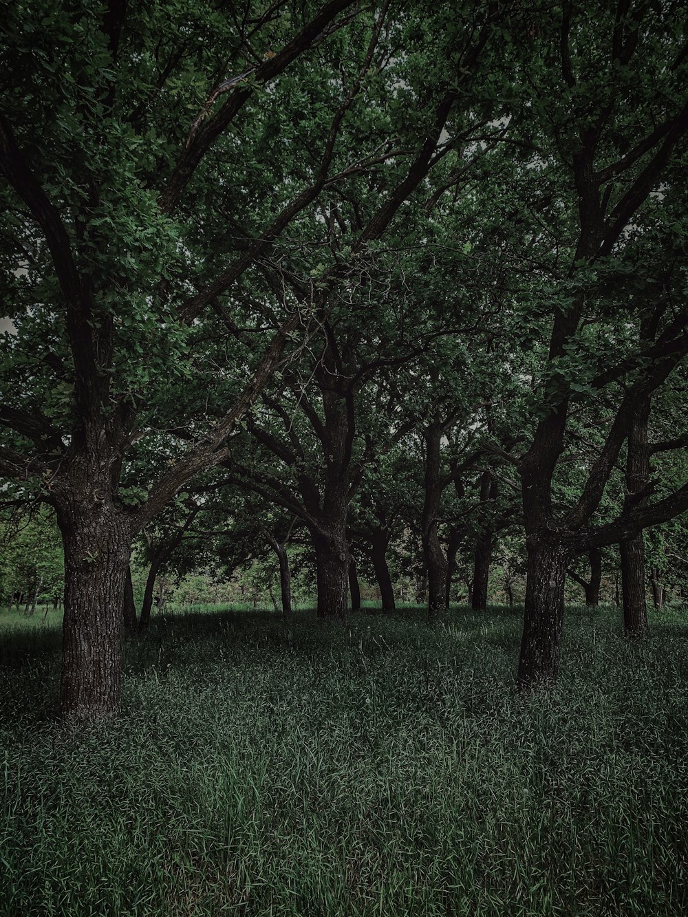 a grassy area with trees in the back