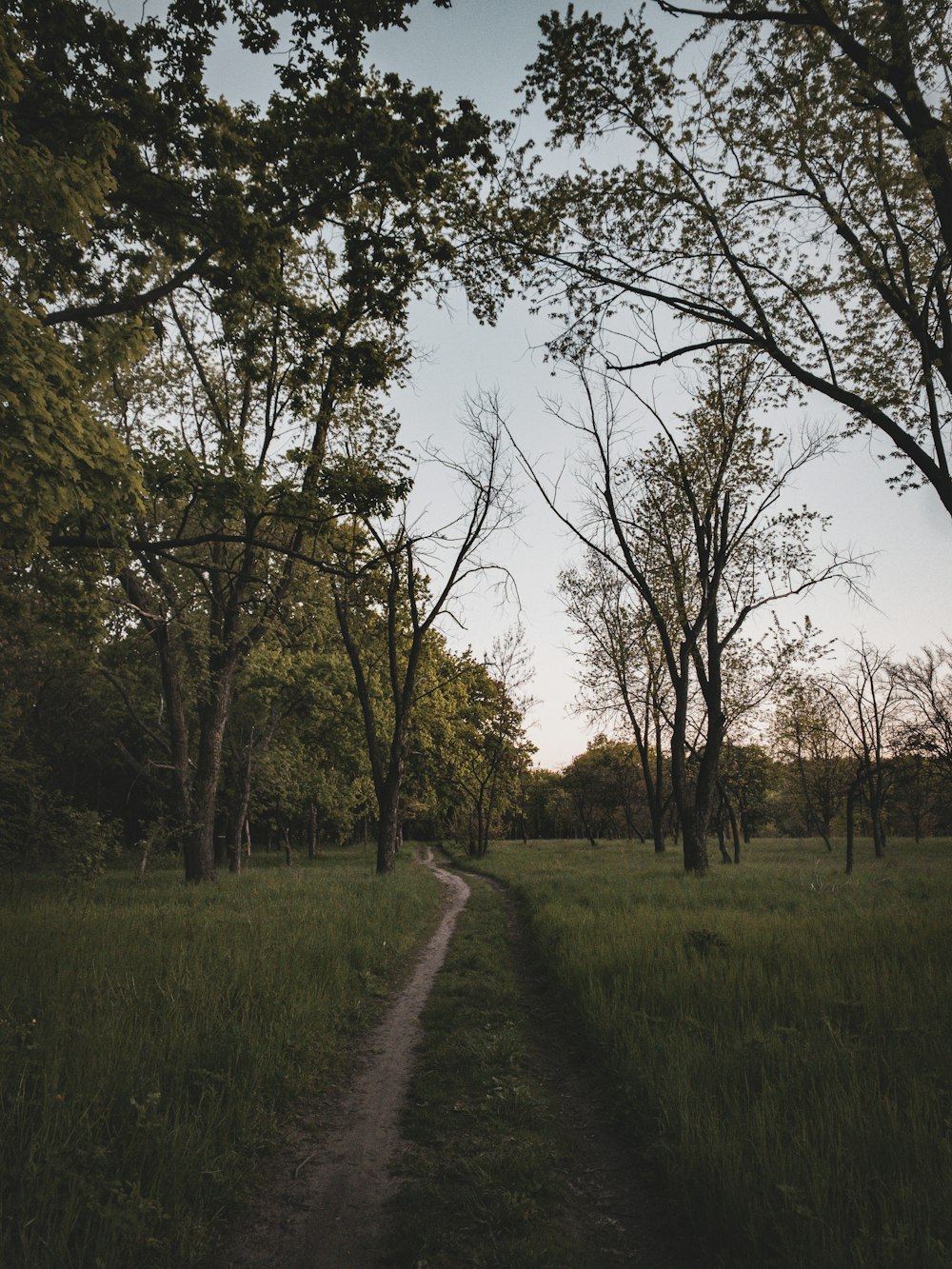 a dirt road through a forest