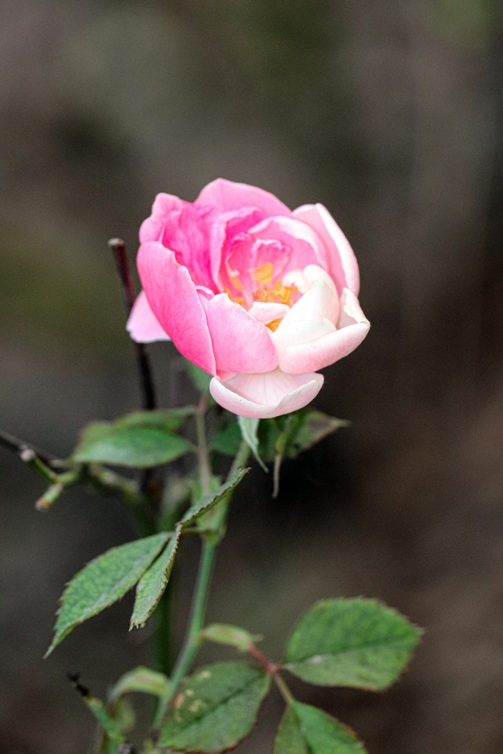 a pink rose with green leaves