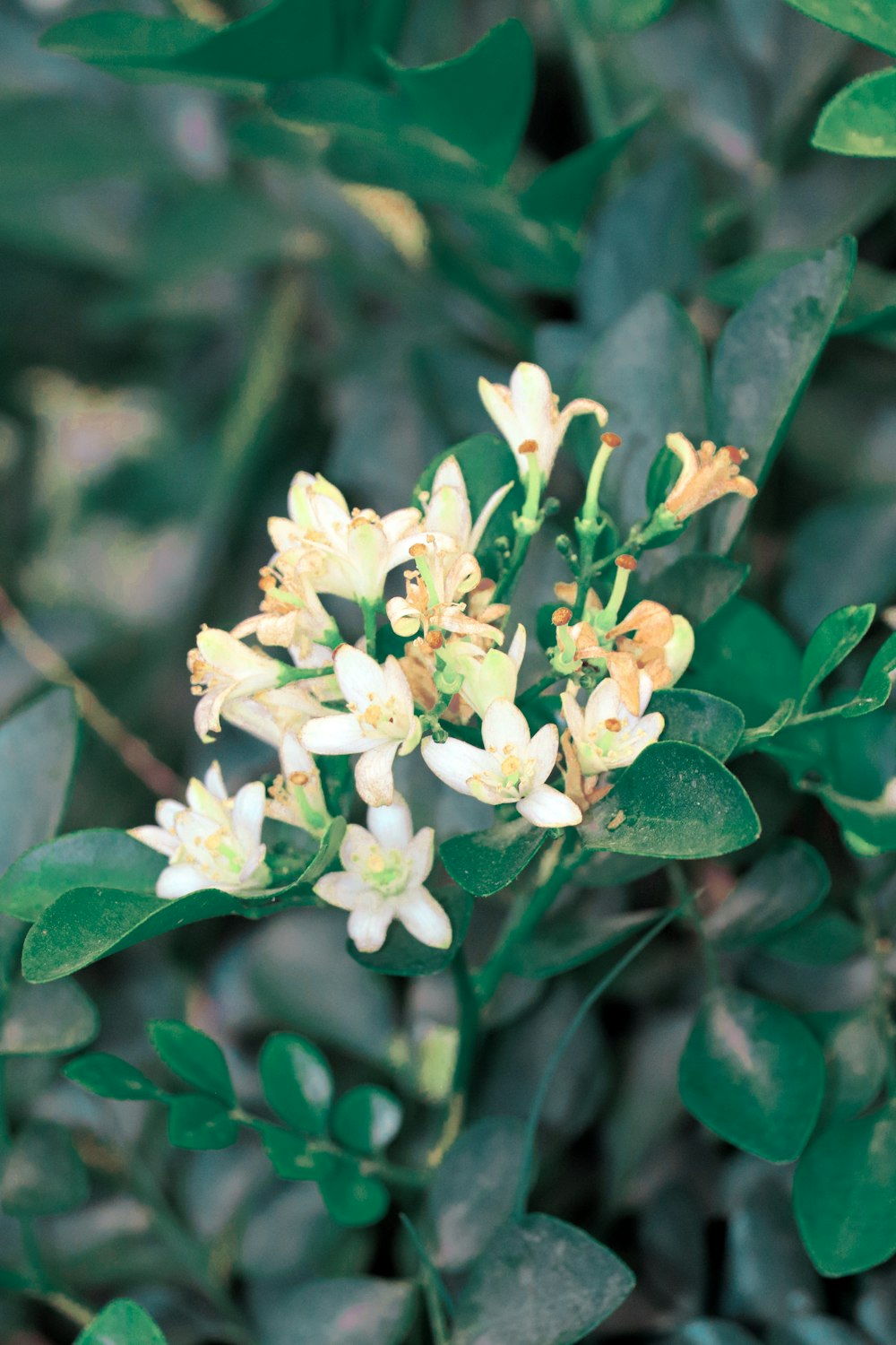 a close up of a plant with white flowers