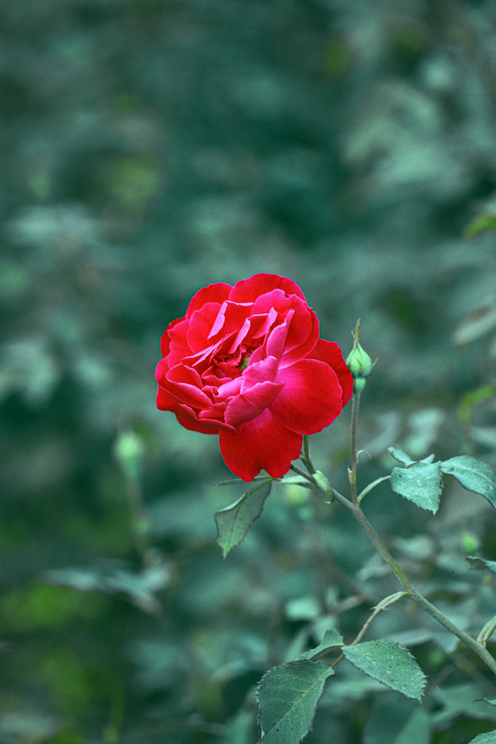 a close up of a flower