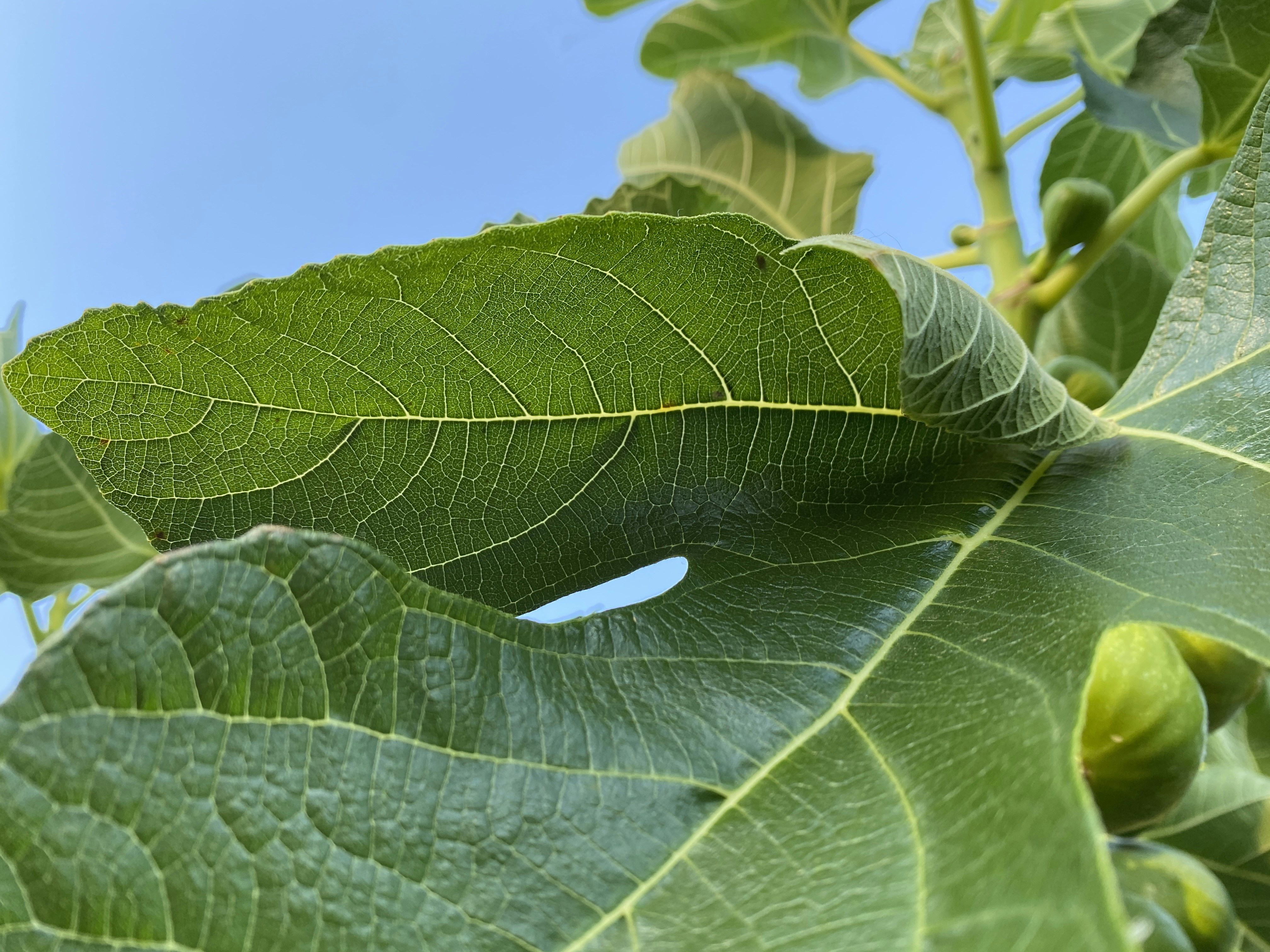 Photo by lucafortunato