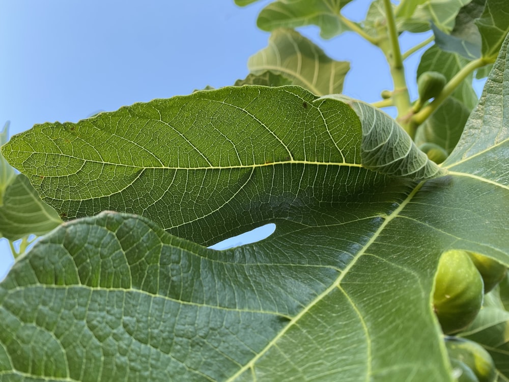 Un primer plano de una hoja