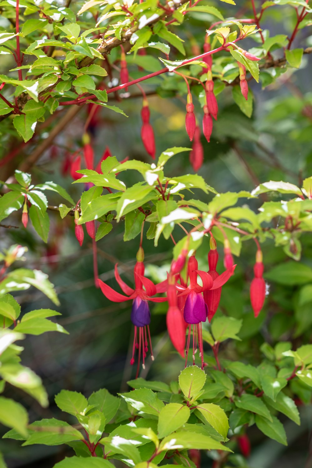 a close up of a flower