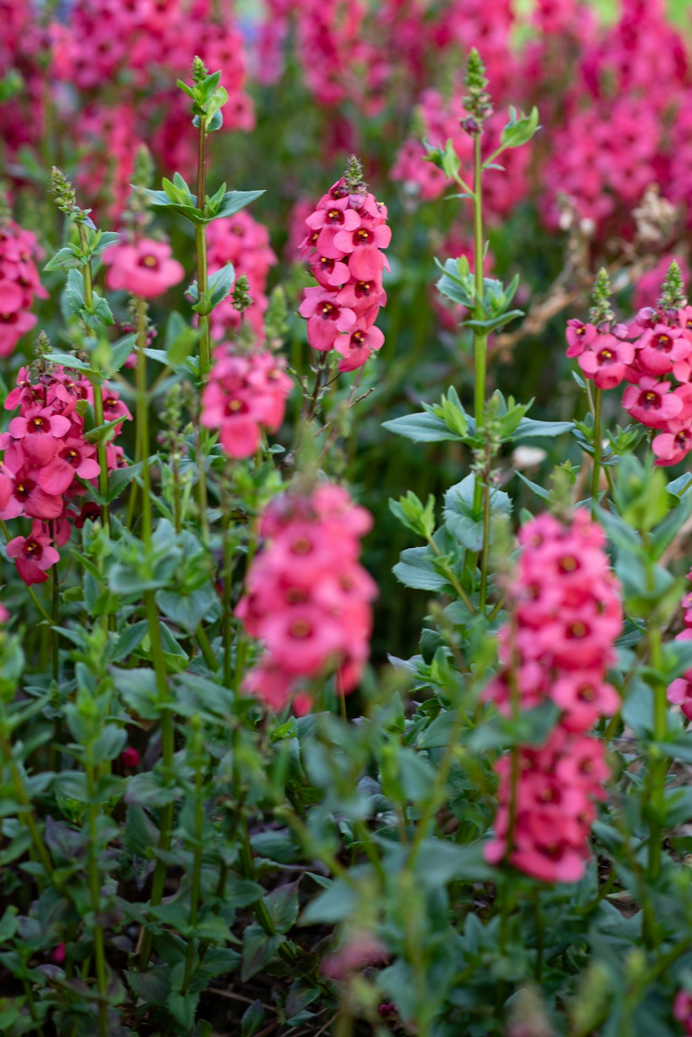 a group of pink flowers