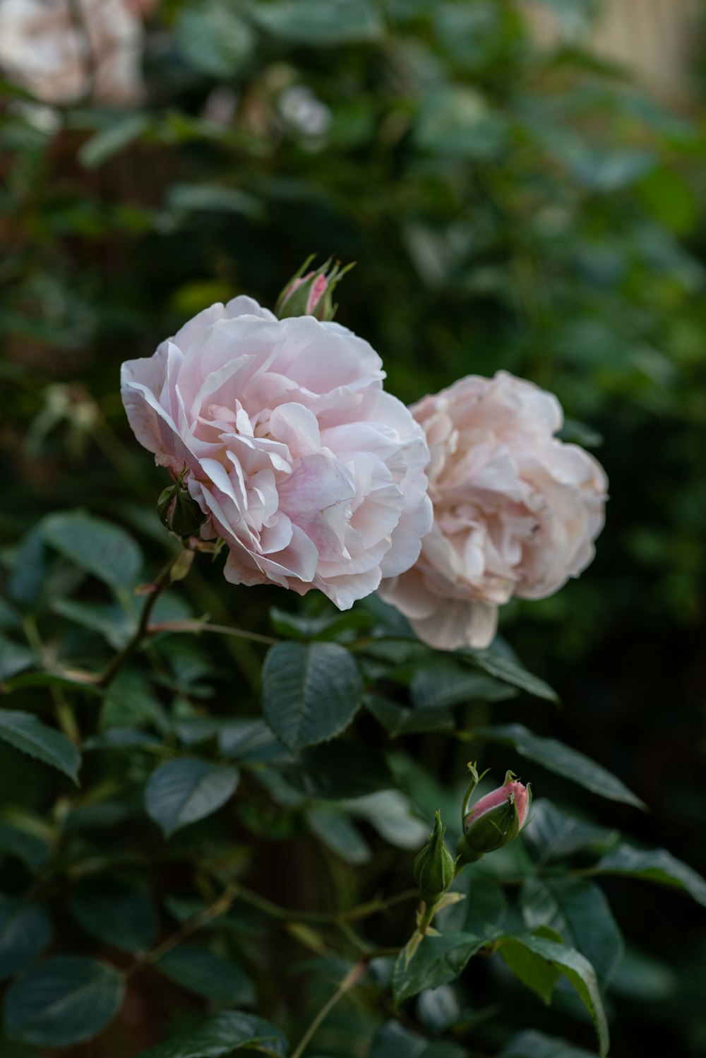 a group of pink flowers