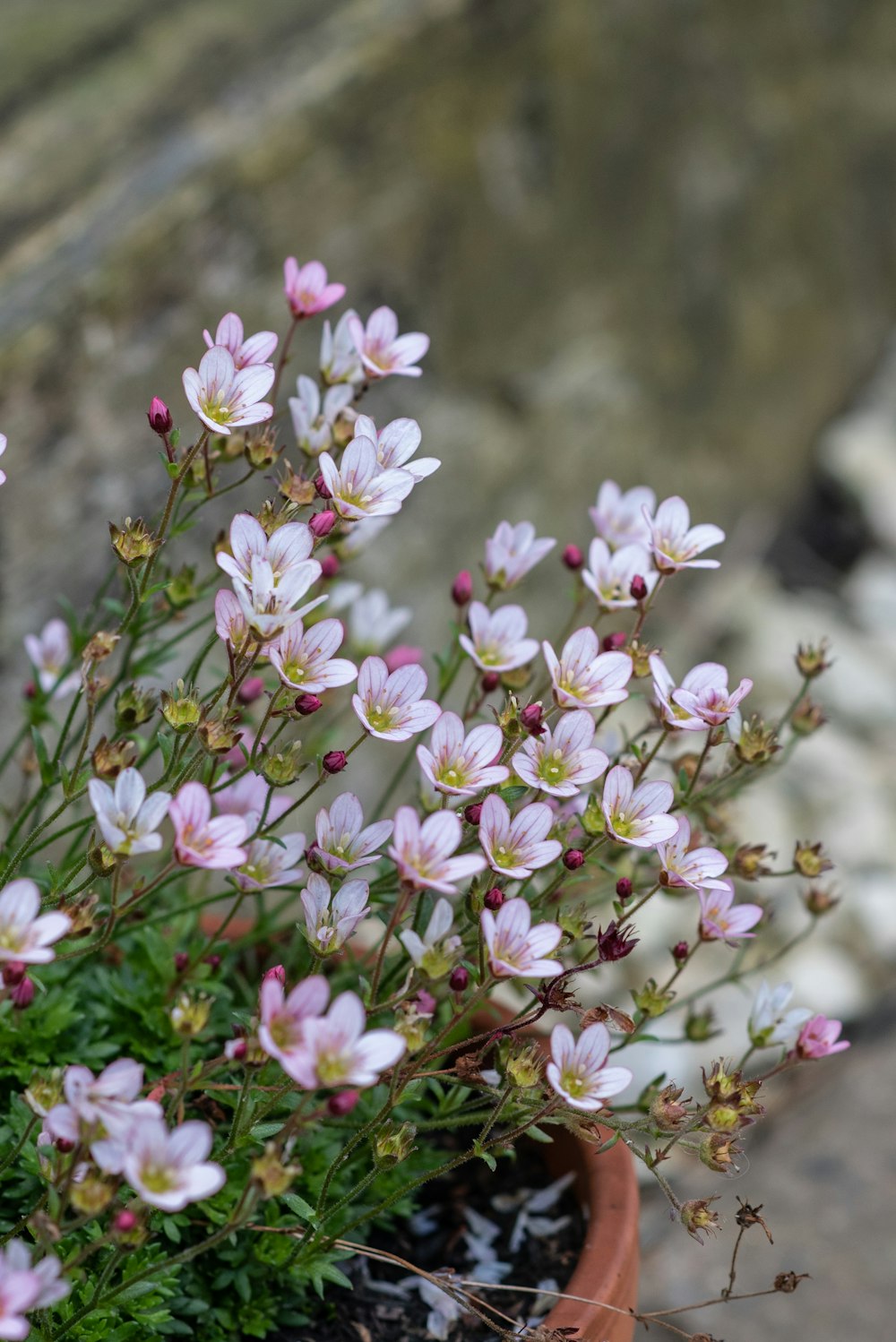 a close up of some flowers