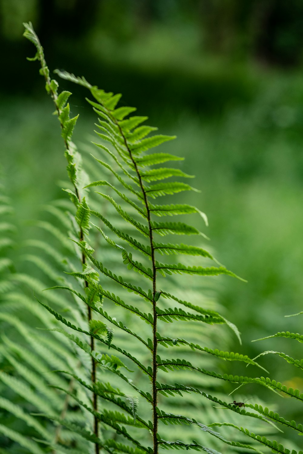 close-up of a green plant