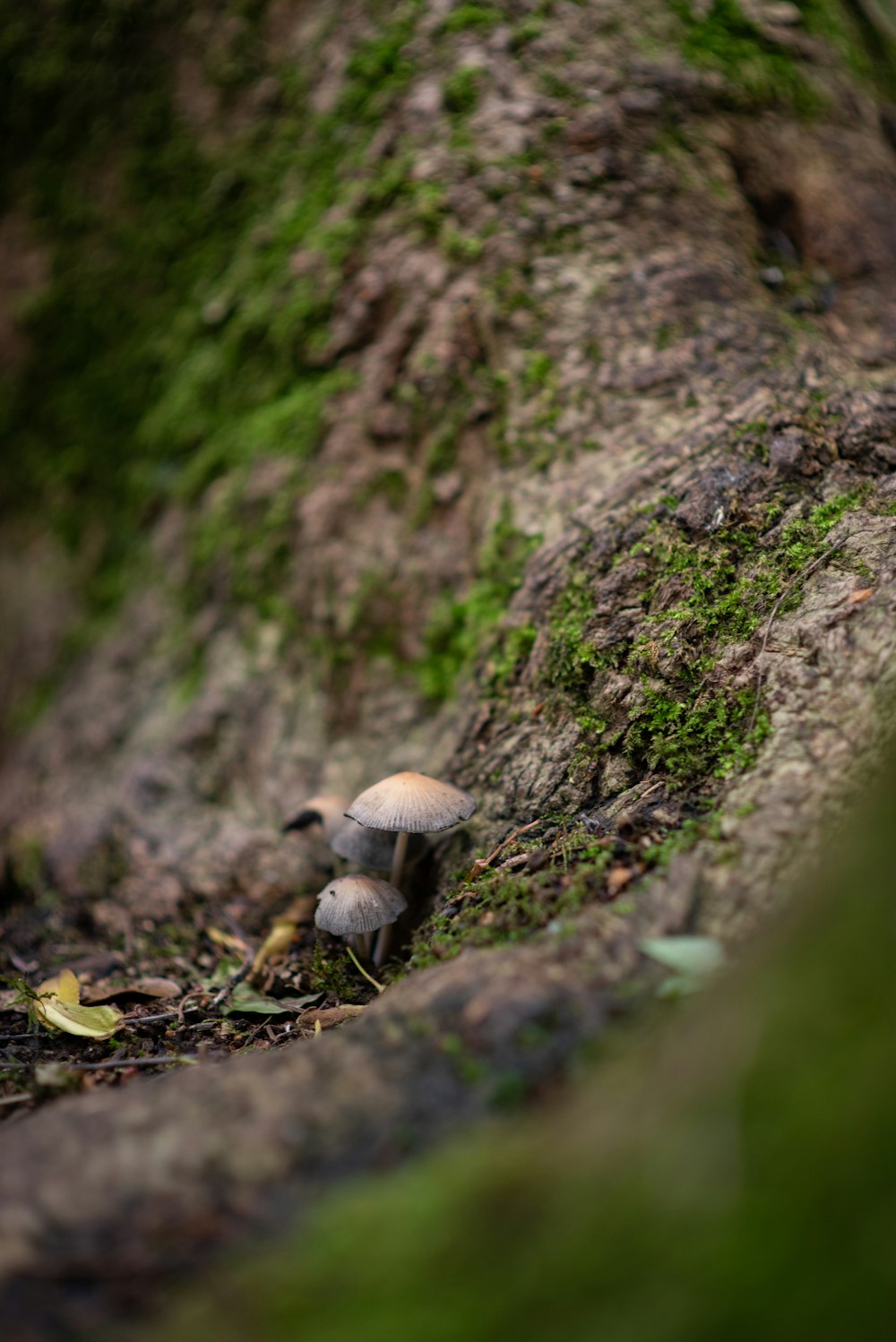 a group of mushrooms growing on a tree stump