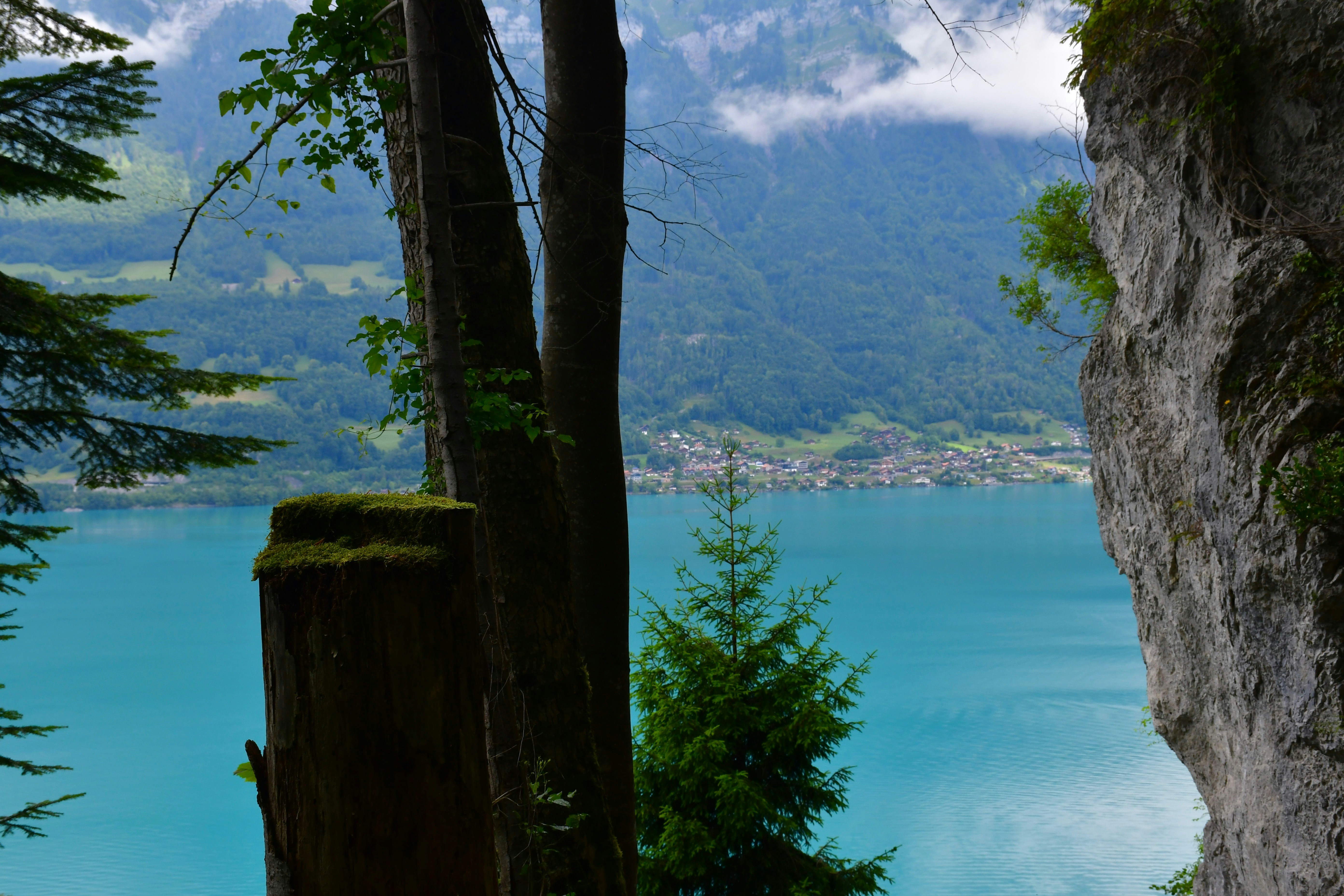 a body of water with trees around it