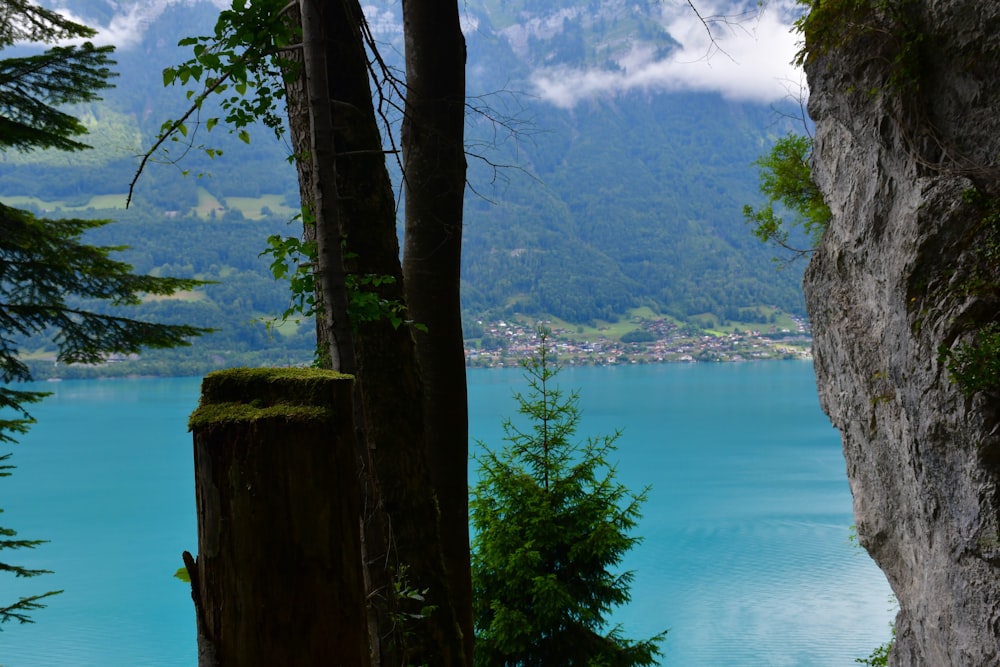 a body of water with trees around it