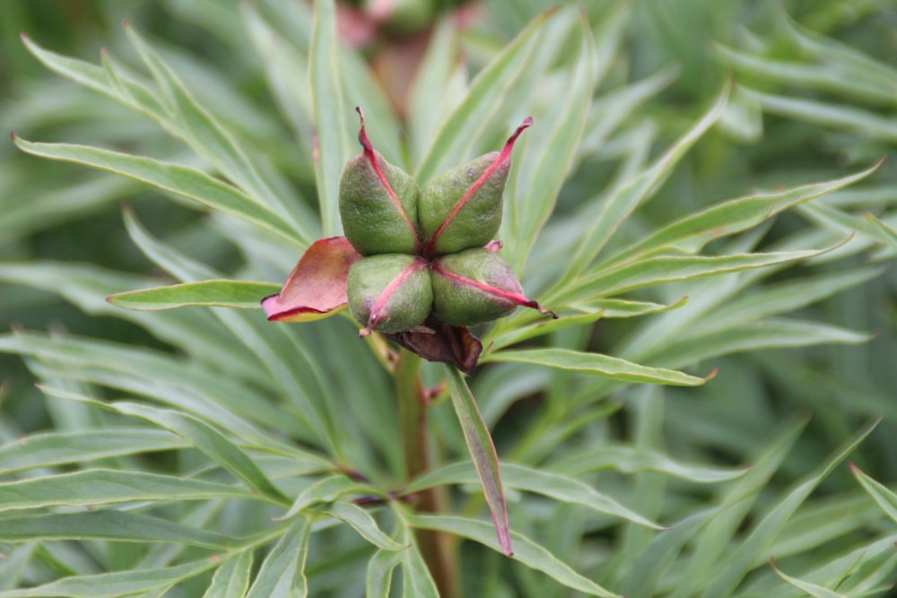 a close up of a flower