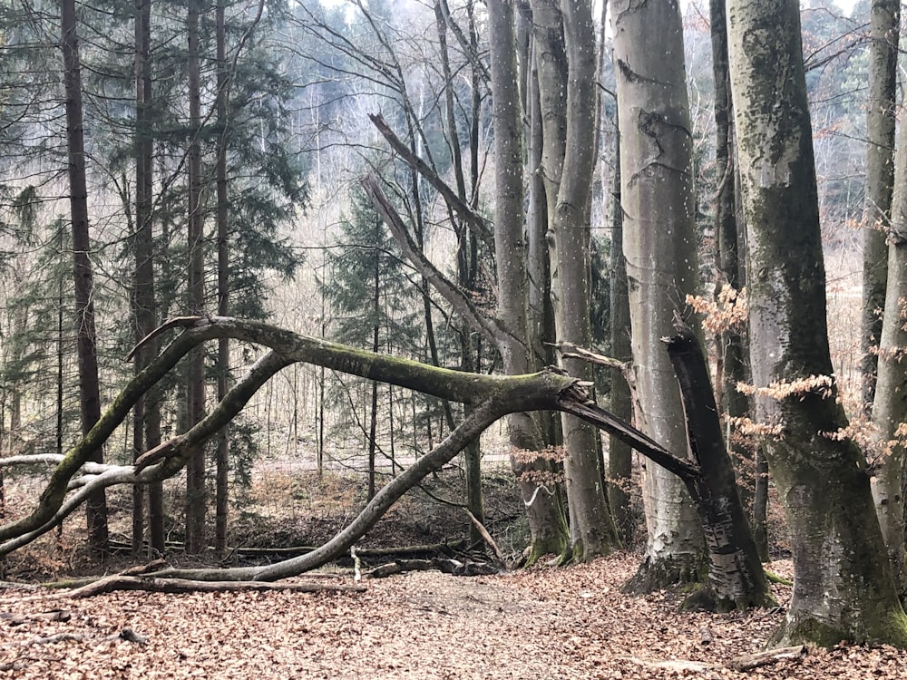 a group of trees in a forest