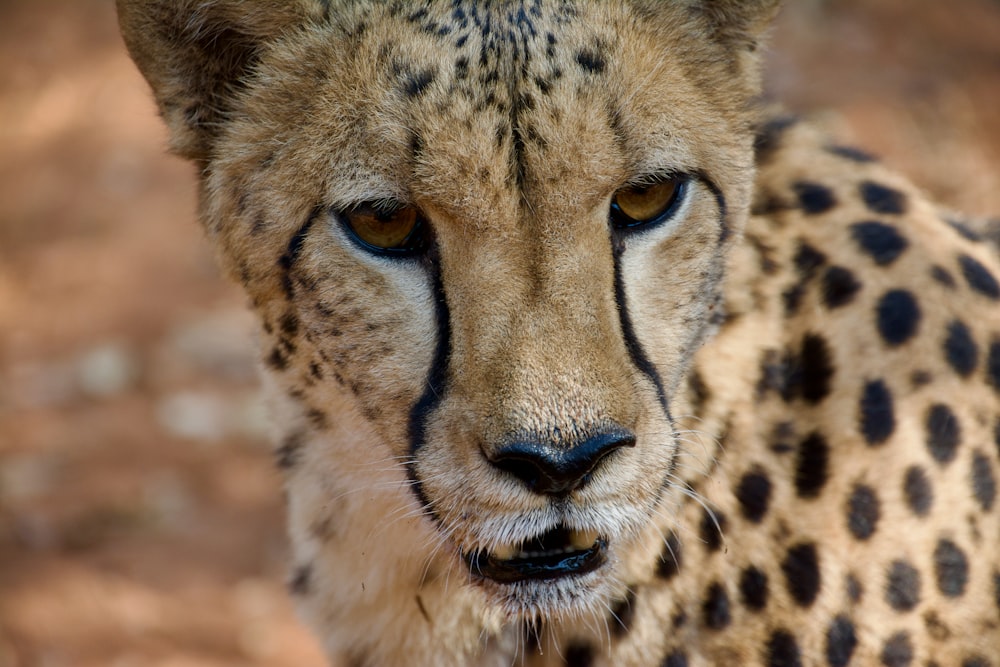 um close up de um guepardo