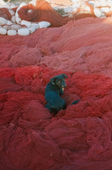 a black cat sitting on a red blanket