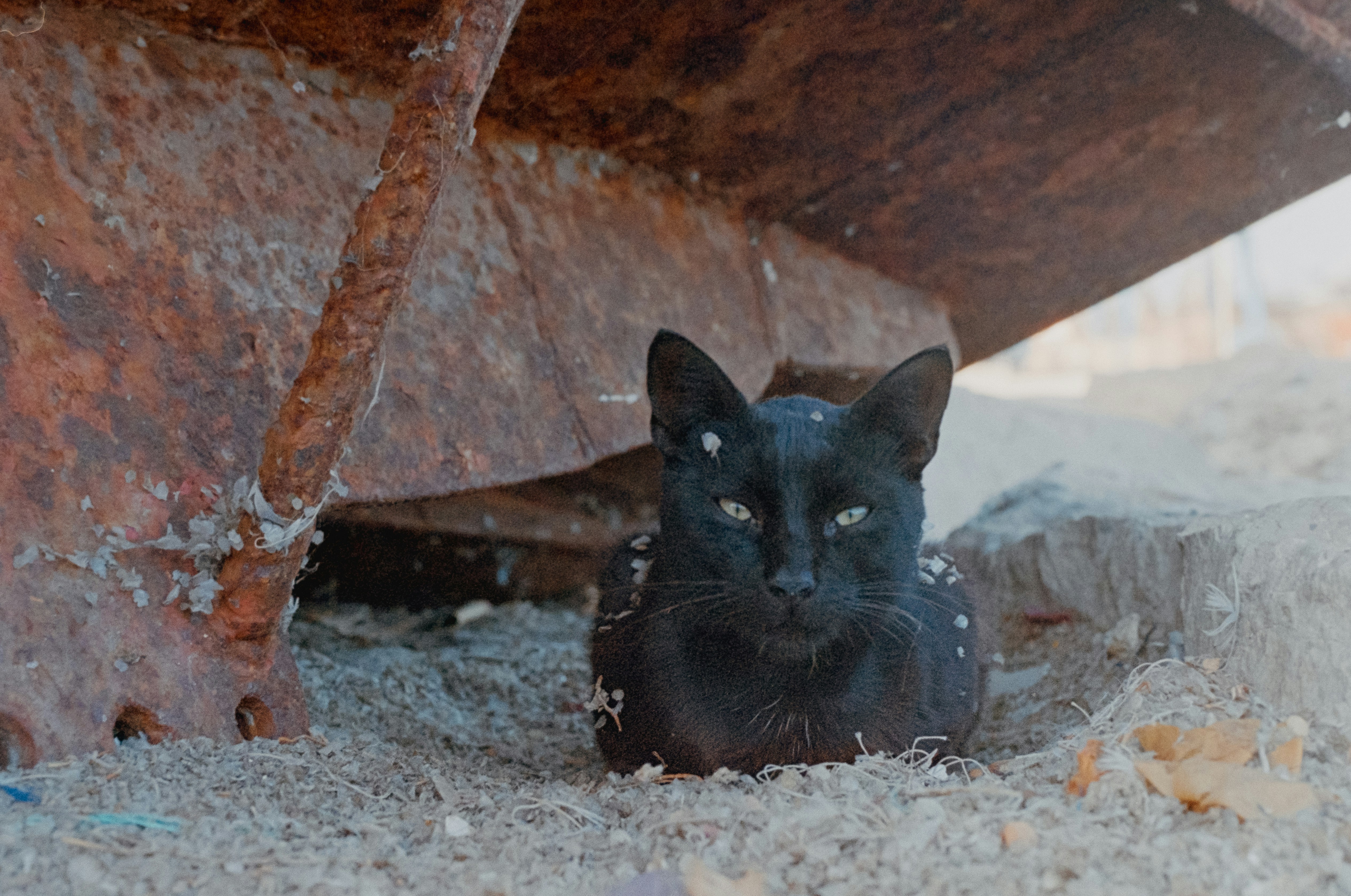 a black cat in a hole, An analog photo of a black cat hiding unter a rusty boat. Taken on 35mm film with a Canon AE1 Program and then digitally scanned.