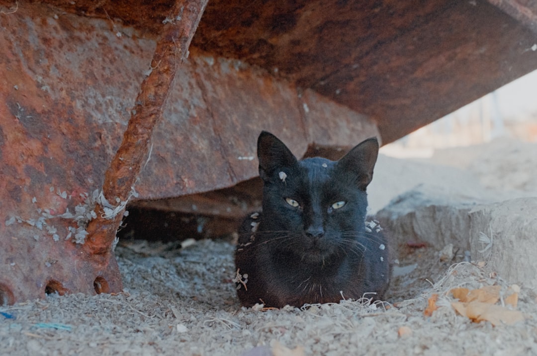 a black cat in a hole, An analog photo of a black cat hiding unter a rusty boat. Taken on 35mm film with a Canon AE1 Pro