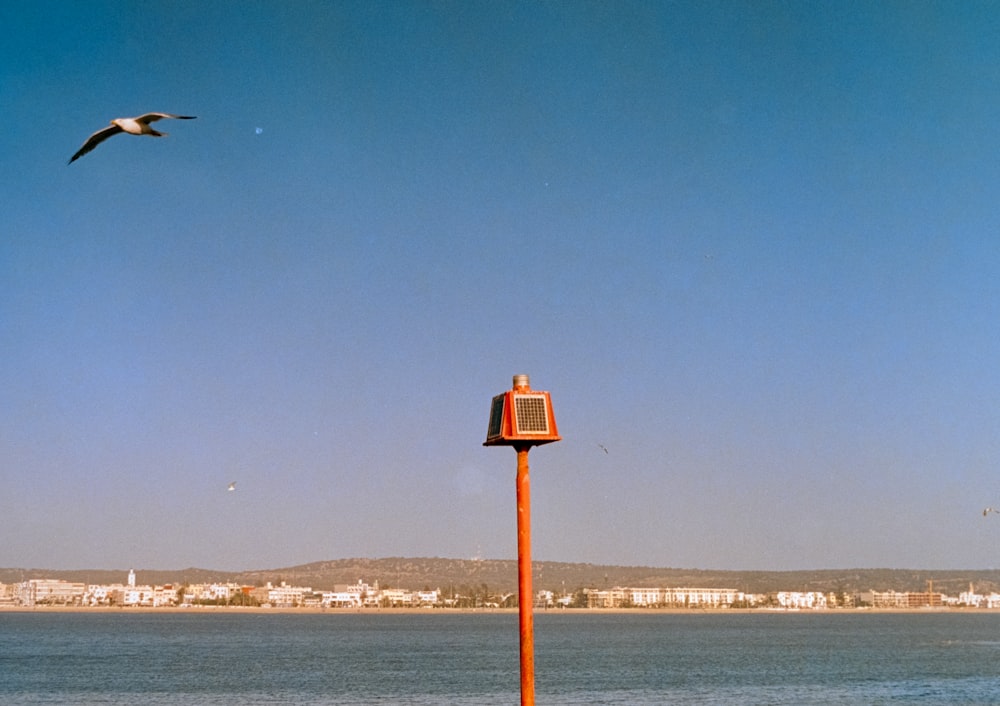 a bird flying over a bird feeder